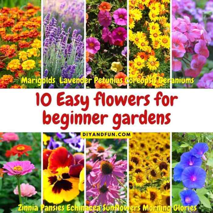 Gardening beginners start infographic garden before own family