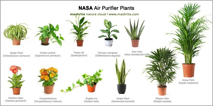 Air plants indoor purifying areca cleaning clean houseplants top purifier palm which isn among actually favorite only