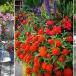 Heat tolerant plants flowers extreme proven flower winners summer top