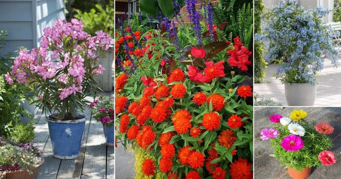 Heat tolerant plants flowers extreme proven flower winners summer top