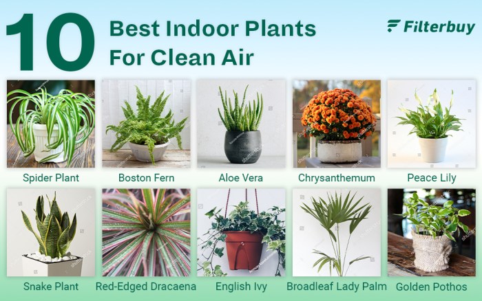 Air purifying study purify houseplants purification filtering