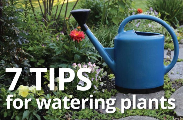 Vegetable watering plants garden flowers gardening tips