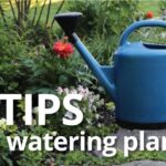 Vegetable watering plants garden flowers gardening tips