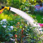 Plants watering tips longfield gardens practices vacation