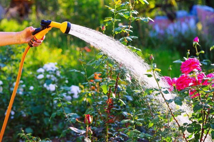 Plants watering tips longfield gardens practices vacation