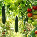 Vegetables growing backyard organically organic steps