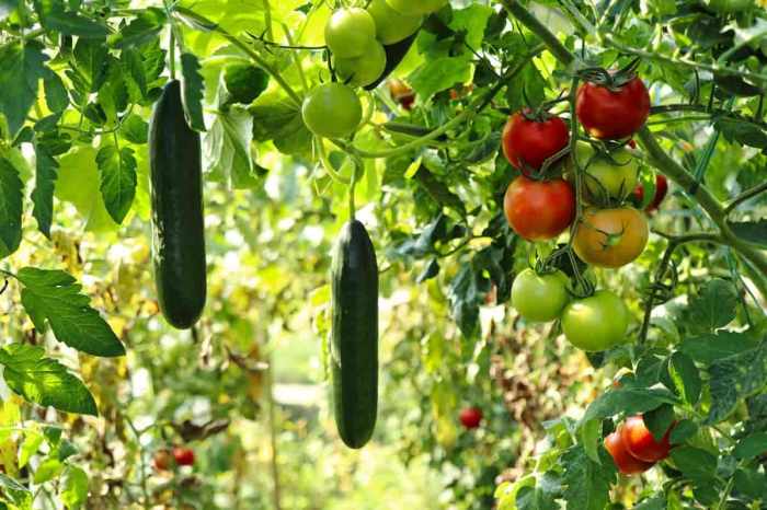 Vegetables growing backyard organically organic steps