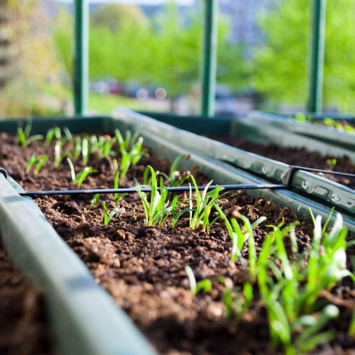 Gardening raised grow herbs