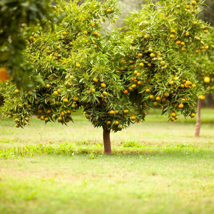 Cara Menanam dan Merawat Pohon Buah di Halaman Rumah