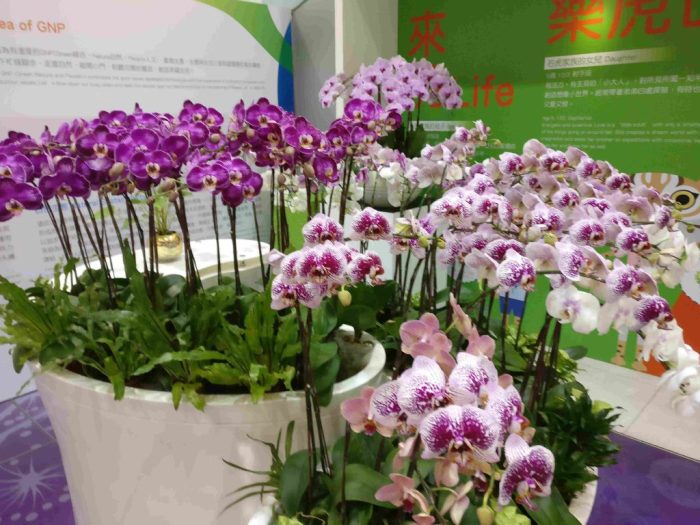 Orchid growing orchids heart beginners guide first