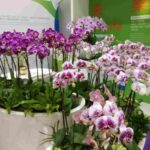 Orchid growing orchids heart beginners guide first