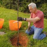 Fruit trees grow indoor year round orange