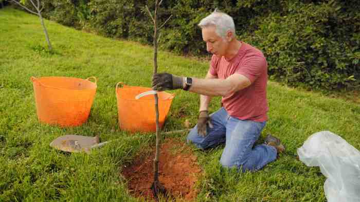 Fruit trees caring planting tips