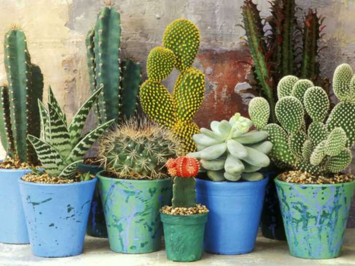 Cacti succulents growing secrets via