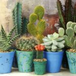 Cacti succulents propagate plants succulent growing credit world