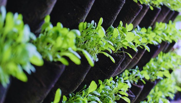 Vertical gardening systems vegetable creative garden indoor corner