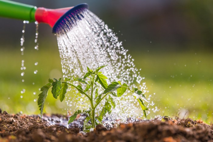 Activity watering plant kids proper learning share