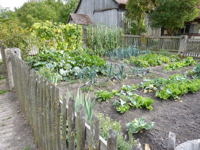 10 Kesalahan yang Harus Dihindari Saat Berkebun