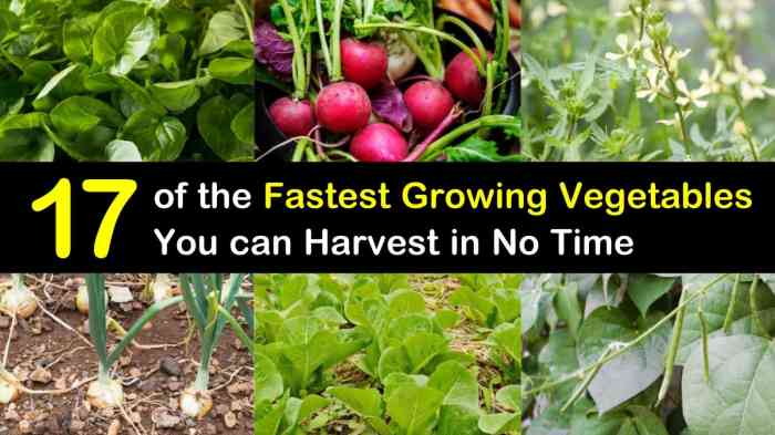 Vegetables grow growing own garden vegetable fresh grown when produce veg saga taste nutritious picked highly delicious