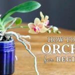 Orchid orchids care facts flowers beginners amazing growing romantic mean most they easy grow vermont republic