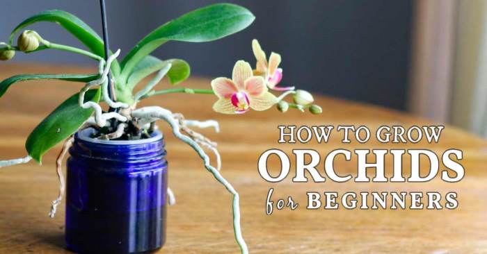 Orchid orchids care facts flowers beginners amazing growing romantic mean most they easy grow vermont republic