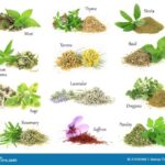 Herbs medicinal healing grow health herb using benefits also wallpapers peppermint rd