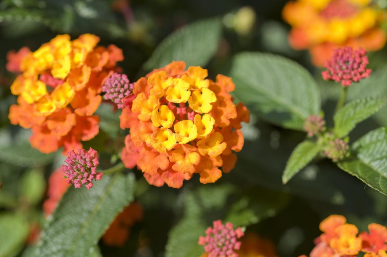 Tolerant drought shrubs