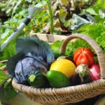 Terrace vegetables organic growing guide full