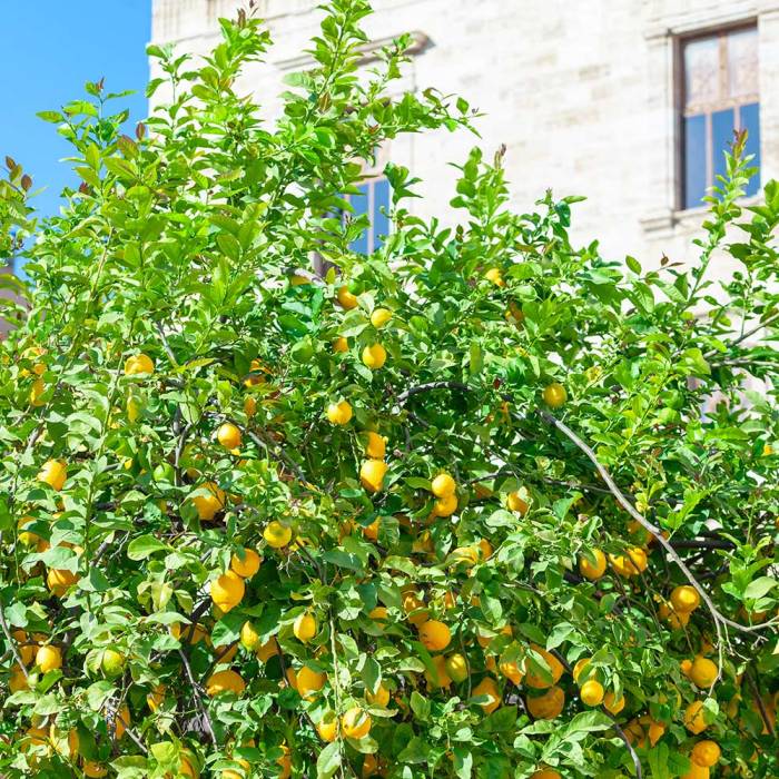 Trees cachi satsuma caqui kaki alberi texas pianta citrus choosing frutti landscaping prune lsuagcenter planted pruning evergreen