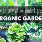 Pest control natural garden preparednessmama