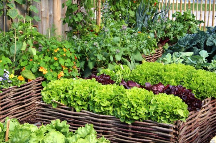 Garden organic vegetable gardening veggie summer