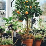 Backyard fruit trees plant