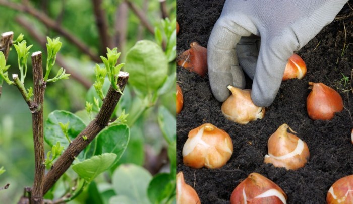 10 Kesalahan yang Harus Dihindari Saat Berkebun