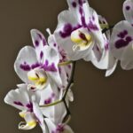 Growing orchid orchids tips flowers grow basic abc gardening learn some categories