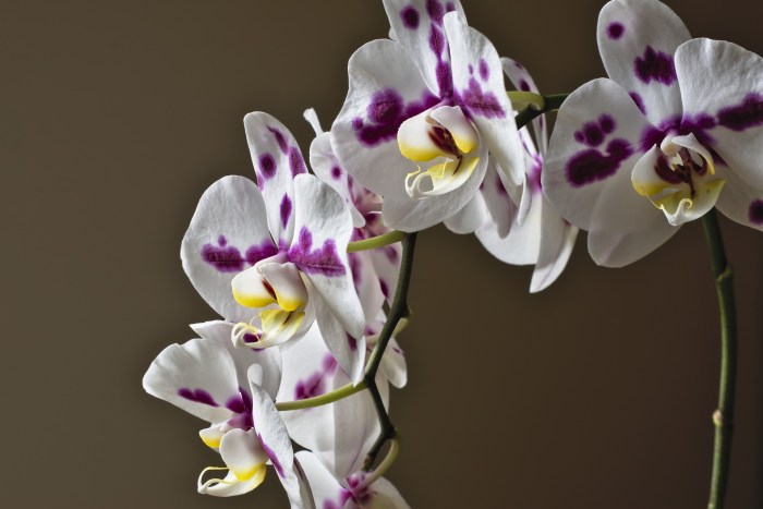 Growing orchid orchids tips flowers grow basic abc gardening learn some categories