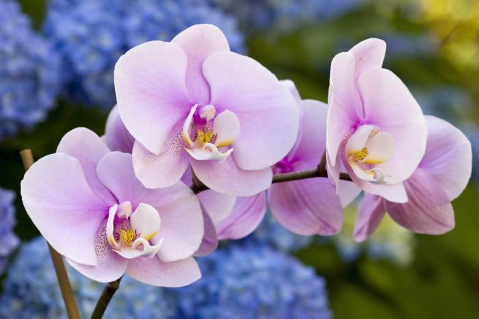 Orchid orchids care facts flowers beginners amazing growing romantic mean most they easy grow vermont republic