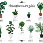 Care plants take indoor infographic house caring guide plant garden houseplants greener room life tips saved some now