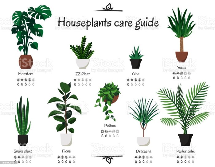 Care plants take indoor infographic house caring guide plant garden houseplants greener room life tips saved some now