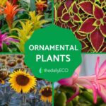 Maintenance houseplants allure alive corner monika sara getty