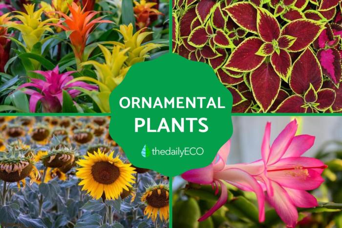 Maintenance houseplants allure alive corner monika sara getty