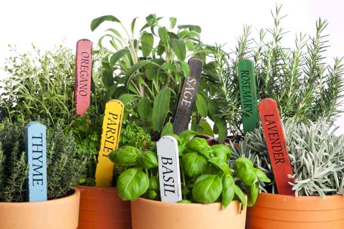 Plants medicinal ayurveda name herbal