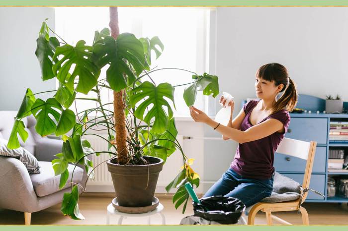 Summer garden tips flourishing gardening plants representational getty