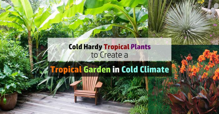 Tropical plants garden dry gardens climates hot landscaping choose board oasis coastal backyard bali pool