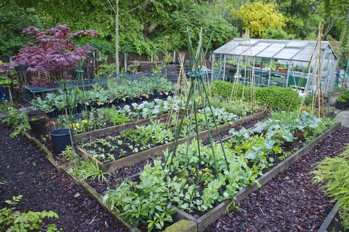 Sayuran berkebun organik gardning veggie bagi pemula horta