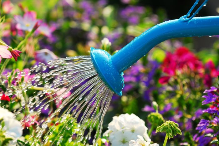 Garden plants watering water tips every maintenance day gardener need getting root not leaves