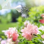 Tomato watering over soil gardener repeating