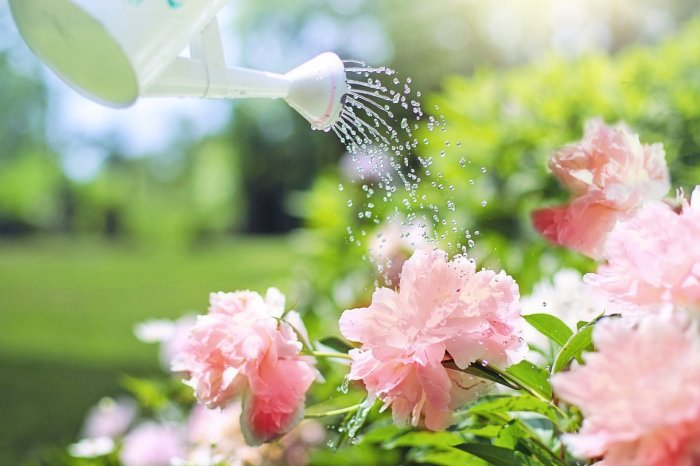 Tomato watering over soil gardener repeating