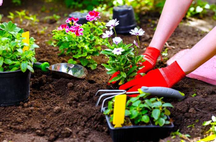 Panduan Memulai Kebun di Rumah untuk Pemula